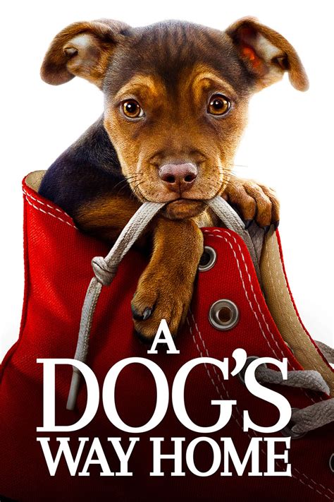 Along the way, the lost but spirited dog touches the lives of an orphaned mountain lion, a down-on-his-luck veteran and some friendly strangers who happen to cross her path. Rating: PG (Some Peril ... 